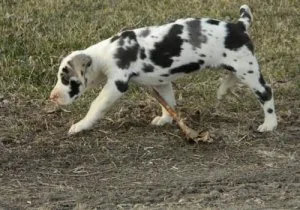 Beautiful Harlequin Great Dane puppies