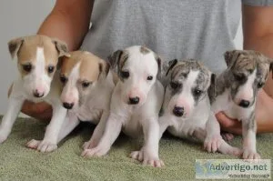 Akc Registered Italian Greyhound Puppies