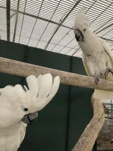 Umbrella cockatoo parrot for sale