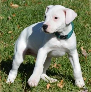 Healthy Dogo Argentino Puppies.