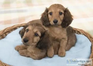 Akc Dachshund Puppies Available