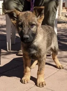 Top home raised German Shepherd puppies