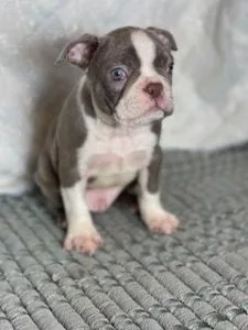 AKC Boston Terrier Puppies For Sale