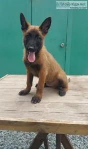 Lovable Belgian Malinois puppies.