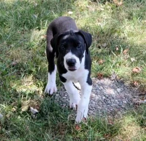 Super Socialized Great Dane Puppies For sale.
