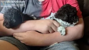 Toy Poodle Pups