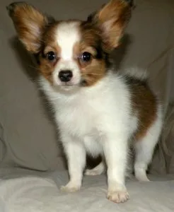Gorgeous Papillon Puppies.