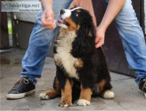 Beautiful Bernese Mountain (Dog) Puppies.