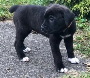 Beautiful Cane Corso Puppies.