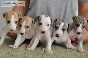Ckc Italian Greyhound puppies.