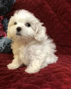 For sale Cavapoo puppies that are ready