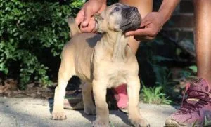 Beautiful Cane Corso puppies available
