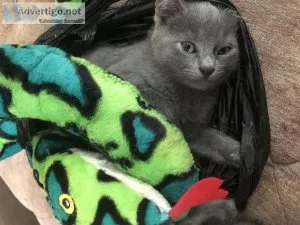 kittens