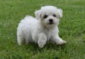 AKC Bichon Frise Puppies For Sale.