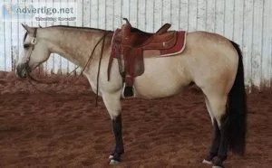 2017 AQHAABRAIBHA Buckskin mare