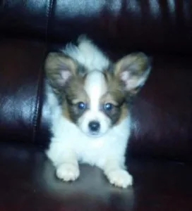 AKC Papillon puppies available.