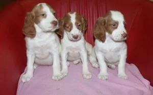 Top Brittany puppies