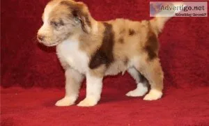 Well Socialized Aussie Doodle Puppies.