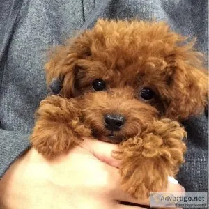 Sweet toy Poodle puppies ready to go