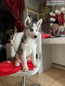 Siberian Husky Puppy