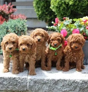 Healthy Toy Poodle Puppies Ready