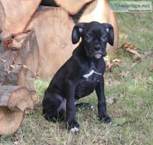 Ready Now Boxer puppies for sale.