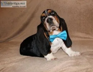 Healthy Basset Hound puppies available now