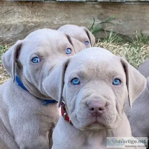 adorable pitbull puppies