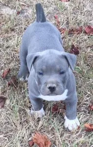 Gorgeous American Pit Bull Terrier puppies