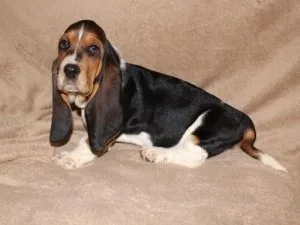 Beautiful Basset Hound puppies