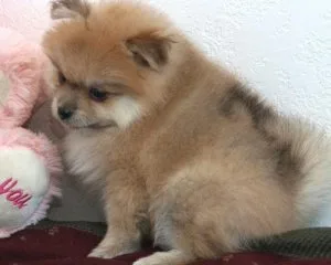 Cute Pomeranian puppies.