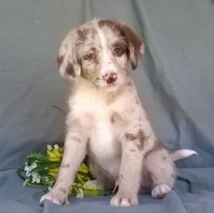 Aussie Doodle puppies for sale