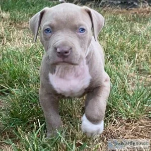 pitbull puppies