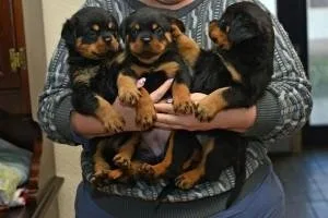 Active Boys and girls Rottweiler Puppies