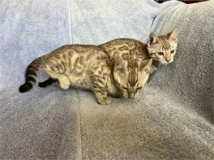 Sepia Snow Bengals