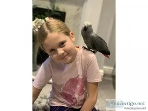Female African Grey Parrot