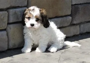 Adorable Cavachon Puppies for Sale