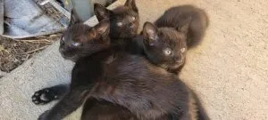 Kittens