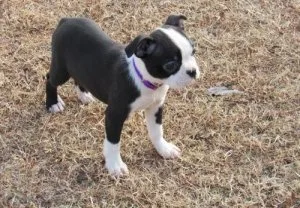 AKC reg. Boston Terrier puppies