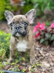 Gorgeous French Bulldog puppies for sale.
