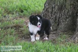 Toy Australian Shepherd
