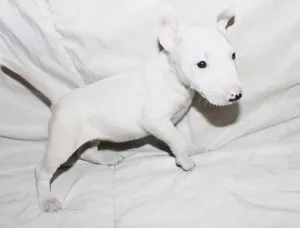 Well Socialized Bull Terrier puppies.