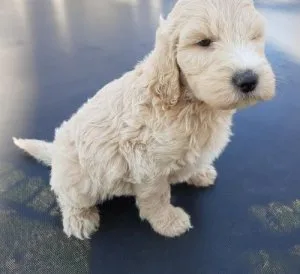 Home Raised Golden Doodle Puppies