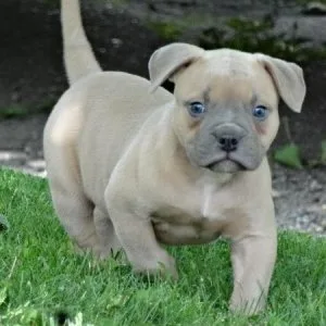 AKC American Bulldog Puppies For Sale