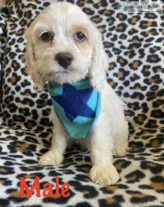 cockapoo puppies