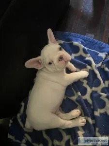 French Bulldog Puppies