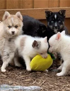 AKC male and female Pomsky puppies