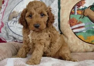 Well Socialized Cockapoo Puppies available