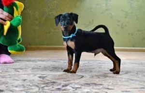 Adorable Miniature Pinscher Puppies for sale.
