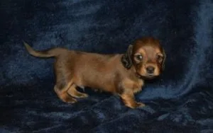Beautiful Dachshund Puppies.